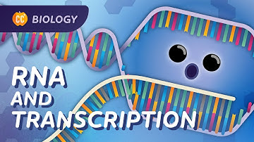 Transcription: How mRNA Helped Save Lives: Crash Course Biology #34