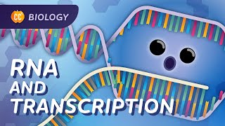 How mRNA helped save lives: DNA Transcription: Crash Course Biology #34 by CrashCourse 60,535 views 1 month ago 12 minutes, 19 seconds