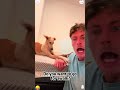 When the dog hears "go for a walk"... #foryourpage #dogvideo #dog  #funnydog #dogs#fyp