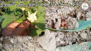 Biological Control of Pink Bollworm. گلابی سنڈی کا مربوط انسداد