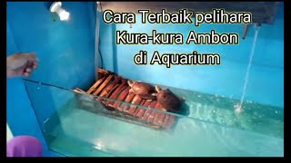 Begini Cara Terbaik dan Ekonomis Pelihara Kura² Ambon di Aquarium. Mudah dan Murah.