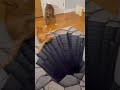 Cat Goes Berserk After Fake Hole Scare#viral #funny #crazy