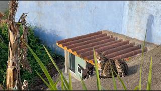A Stray Cat Gave Birth in Our Garden… So We Built Her a Home (Fibi & her kittens)