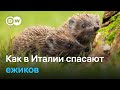 Такие милые ежики, или Как работает единственная в Италии клиника для ежей | "Европа в фокусе"