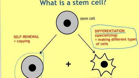 N5 Biology Key Area 2 1 video 1 Stems cells