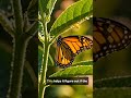 Butterflies Taste With Their Feet?! 🦋 Mind-Blowing Nature Fact #didyouknow #shorts #wildlife