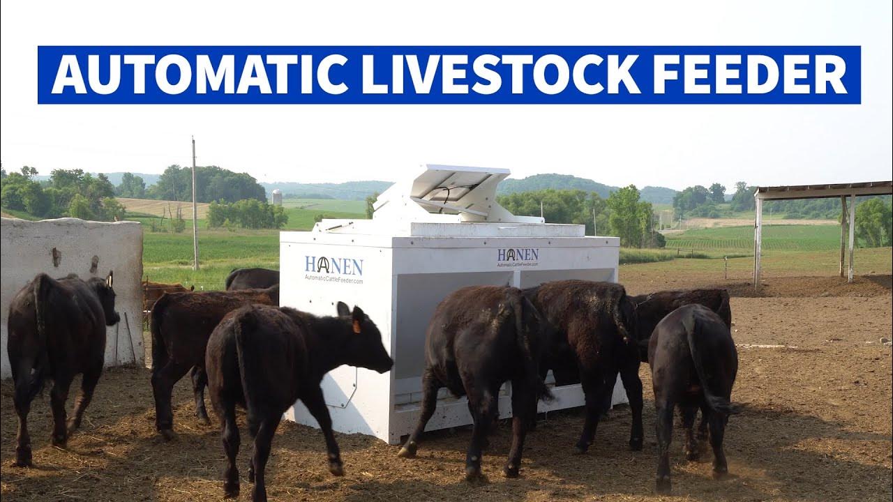 Hanen Automatic Cattle & Livestock Feeders YouTube