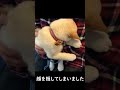 子犬の柴犬が初めて病院で診察を受けるとこうなりました!#shorts