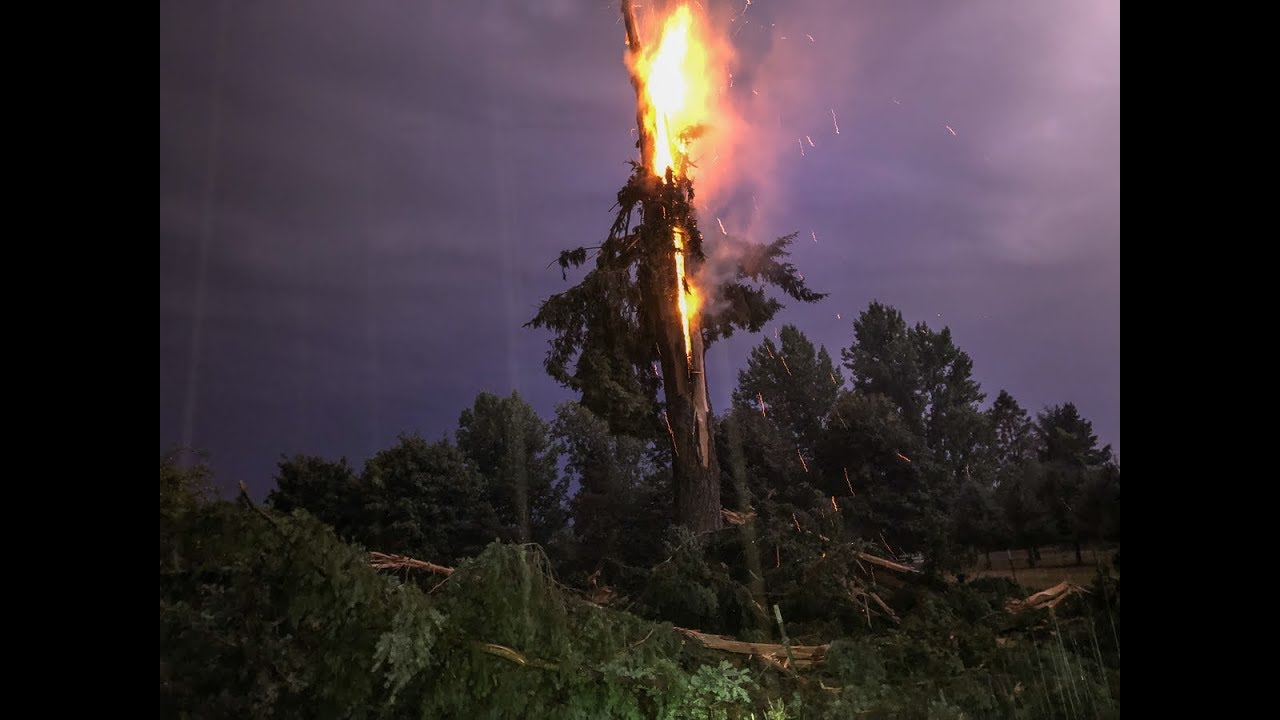 Lightning explodes tree near La Center, Washington YouTube