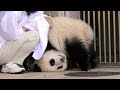 【子パンダ】結浜🐼やっぱり甘えん坊っ♪【応援イベント後…】Giant Panda -Yuihin-☆wheedling child❤