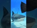 Sharks Swimming , Digital Entertainment , Digital & Unique Platforms, Digital Marketing @digital1965