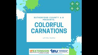 Famous Colorful Carnations Profile