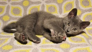 Talkative Kittens Foster Litter #29