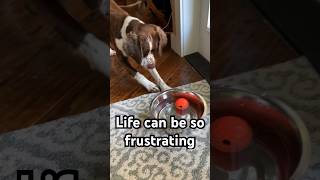 Springer Spaniel | Life can be so frustrating #funny #dog #doglover