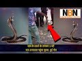 Youth dies while rescuing a cobra in Mumbai | कोबरा को बचाने के क्रम में गई युवक की जान || Navbharat