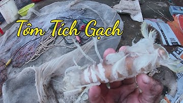 Gỡ Lưới Có Nhiều Tôm Tích Gạch |Câu Mực Biển Tây #5