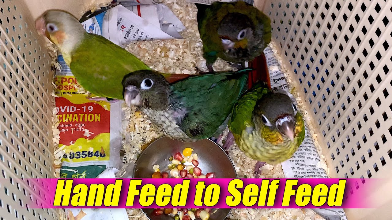 Baby bird Self Feeding tips | Hand feed se self feed par kaise laye