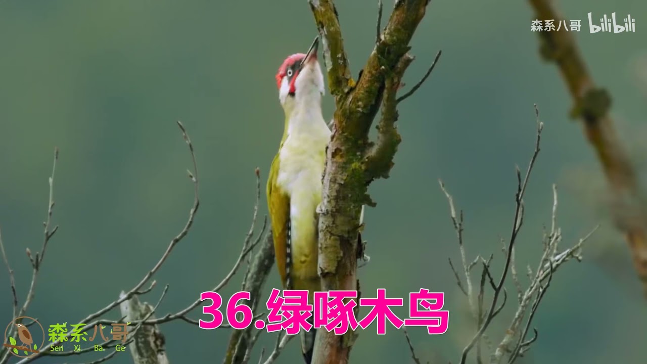 最好听的鸟叫声大全：50种鸟叫声，天籁之音，仿佛身临其境