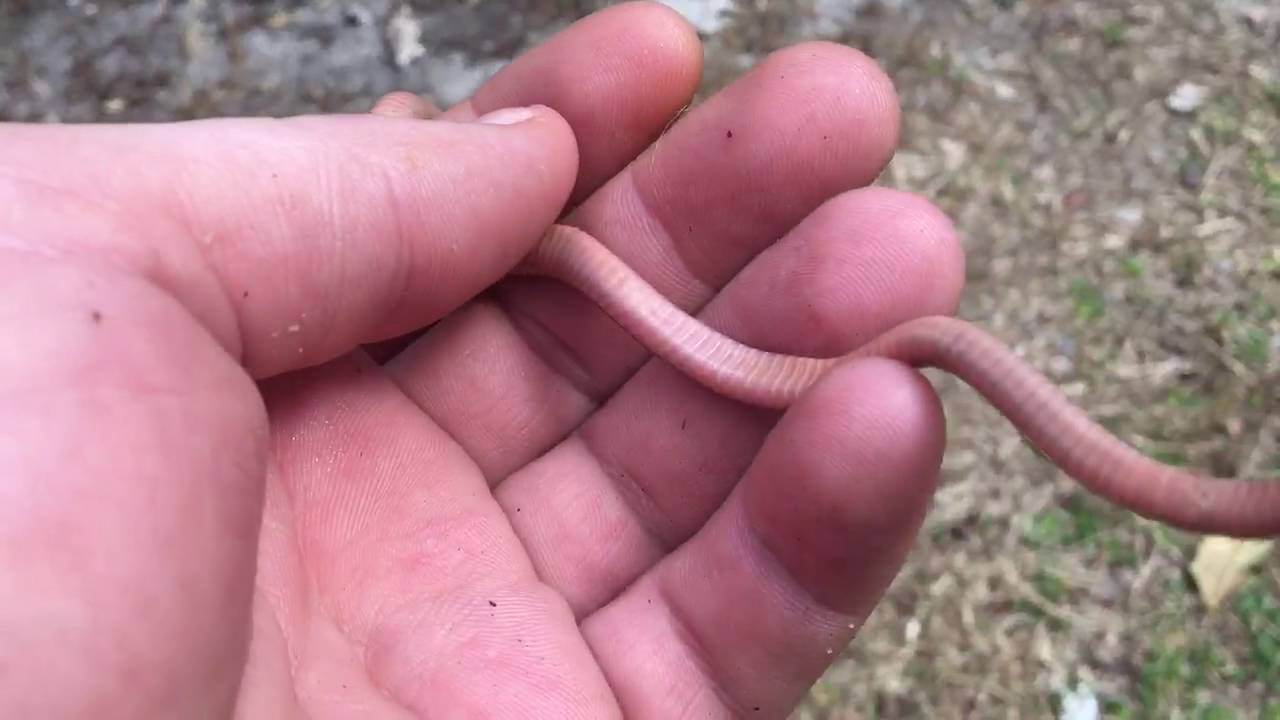 Snake worms