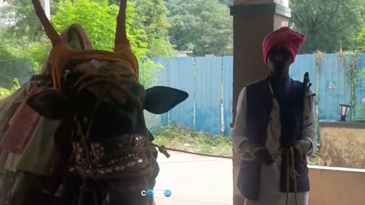 Good Fortune Arriving | The Golla Tribe | For Livelihood | Bull Traditionally Decorated