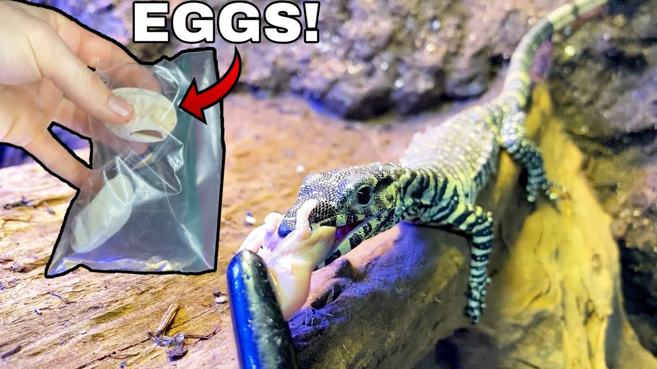 DINOSAUR EGGS HATCHED! Feeding & Handling New Monitor Hatchlings! DINOSAUR EGGS HATCHED! Feeding & Handling New Monitor Hatchlings!