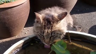 長毛猫ちゃん、水飲みの後は寺内のパトロールに出かけます。