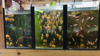 Sunday in the Fish Room! Maintenance and Jobs Live!
Bug Buffet & Green Cuisine Available Here - https://purefin.shop/
BUY MY FISH ↠ https://keepingfishsimple.com/collections/live-fish
Merch - https://keepingfishsimple.com/collections/merchandise
Visit my store at
J1/241 Station Rd, Yeerongpilly QLD 4105
Opening Hours:
Monday - Closed
Tuesday - 10am - 4pm
Wednesday - 10am - 4pm
Thursday - 2pm - 8pm
Friday - 10am - 4pm
Saturday - 10am - 4pm
Sunday - Closed
Our Store ↠ https://keepingfishsimple.com/
Instagram ↠ https://www.instagram.com/keepingfishsimple
Facebook Page ↠ https://www.facebook.com/keepingfishsimple/ Sunday in the Fish Room! Maintenance and Jobs Live!