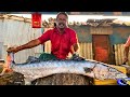 Kasimedu  mr vadivelu  big size barracuda fish cutting  in kasimedu  ff cutting 