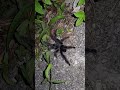 This huge tarantula was heading to the jungle as soon as it saw us