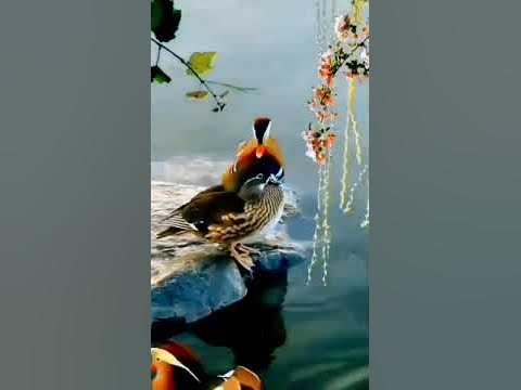duck - YouTube