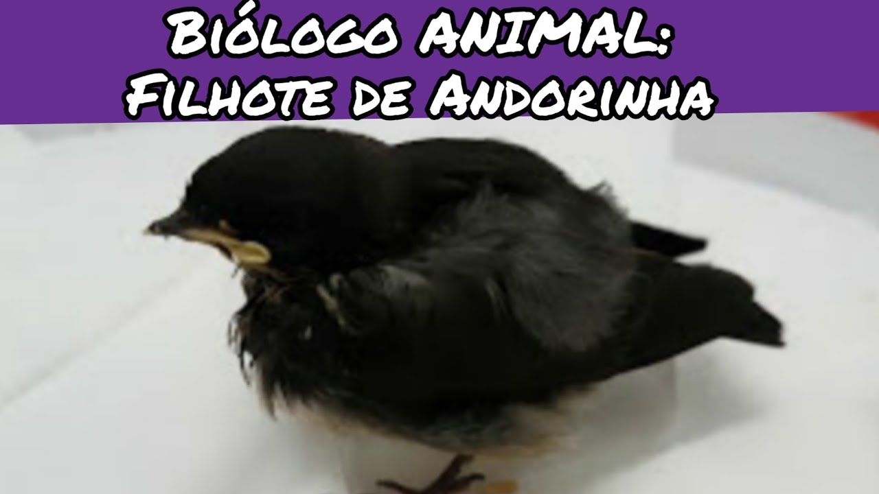 Biólogo ANIMAL: Filhote de Andorinha Pygochelidon cyanoleuca