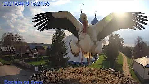 Один день из жизни аистов брачные игры первое яйцо.