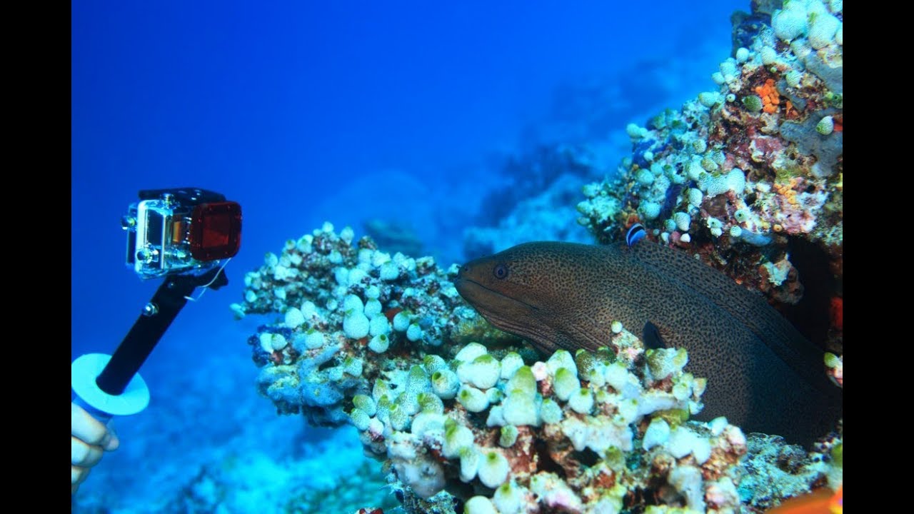 gopro hero 8 underwater settings