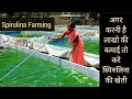 Spirulina Farming || थोड़ी सी जगह में लाखों की कमाई 💥💥 || Rajasthan Series || Hello Kisaan