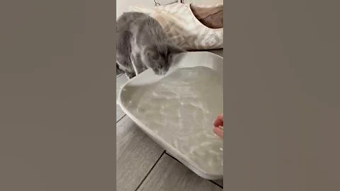 Watch the video about Ce chat adore l’eau 💦