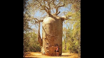 Cây bao báp khổng lồ ở châu Phi