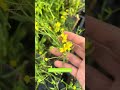 La Ranunculus flammula, c’est la petite star des bords de bassin ! Simple, locale, lumineuse… venez