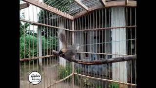 CIBLEK GUNUNG EMOSI bunyi fariasi ada ISIAN NGEKEK KUNTI nya