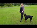 Ally the Yound Dobermann, working on reactivity Ally the Yound Dobermann, working on reactivity