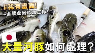 神技 ! 日本的虎河豚加工場秘密大公開 ! 大量虎河豚如何處理呢 ?  ft.トーワ水産 Blowfish puffer fish processing factory at Japan