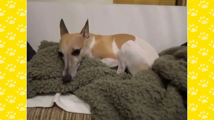 10 Funniest Whippet Videos | Funny Animals