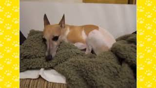 10 Funniest Whippet Videos | Funny Animals