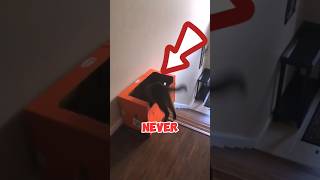 Never Let your cat in a box #cats #shorts