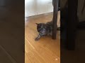 Cat edit🔥🐈‍⬛ #Ibishupigeon #shorts #edit #capcut #animals #subscribe #foryou #fyp #tiktokeffects