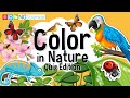 Animal Coloration and Adaptation