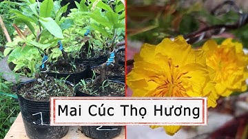 Mai cúc thọ hương rễ đẹp giá rẻ - Mai vàng Bến Tre 0386.569.374