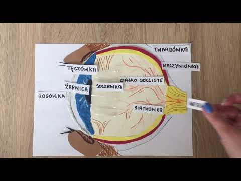 Wideo: Funkcja, Anatomia I Schemat Przewodu Wzrokowego - Mapy Ciała