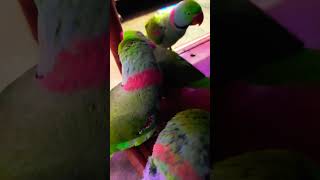 🦜#Alexander parrot#talking parrot#parrot#lovely#viral#trending#shorts#birds #YouTube#WhatsApp