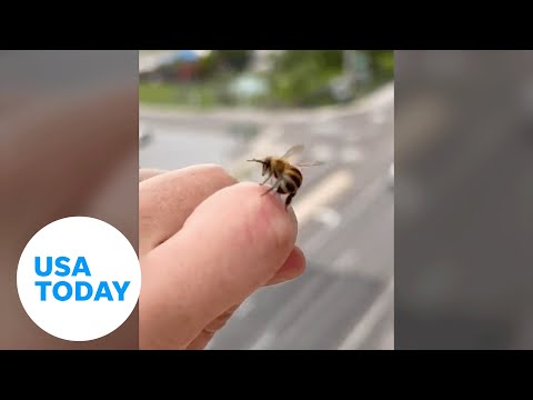 Honeybee dislodges stinger from beekeeper's finger | USA TODAY
