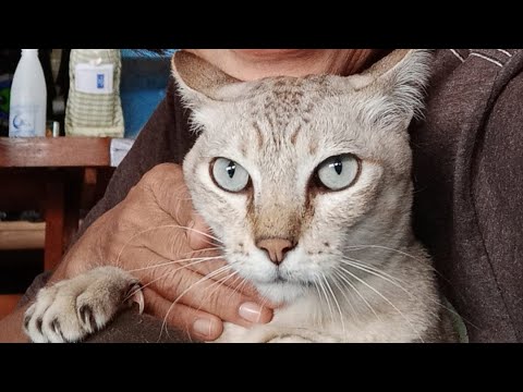 วีดีโอ: ขาดการควบคุมกระเพาะปัสสาวะในแมว